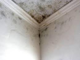 Best Post-Construction Mold Inspection  in USA